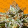 WEDDING COOKIES · Original Sensible Seeds · semi di canapa · Fem