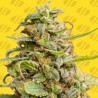 WHITE CRYSTAL METH AUTO · Original Sensible Seeds · semillas de marihuana · AutoFem