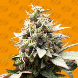 WHITE RASPBERRY TRUFFLE · Original Sensible Seeds · cannabis seeds · Fem