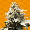 WHITE RASPBERRY TRUFFLE · Original Sensible Seeds · semillas de marihuana · Fem