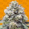 WHITE WIDOW + · Original Sensible Seeds · semillas de marihuana · Fem