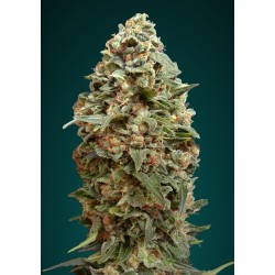 Afghan Skunk · Advanced Seeds · semillas de marihuana · Fem