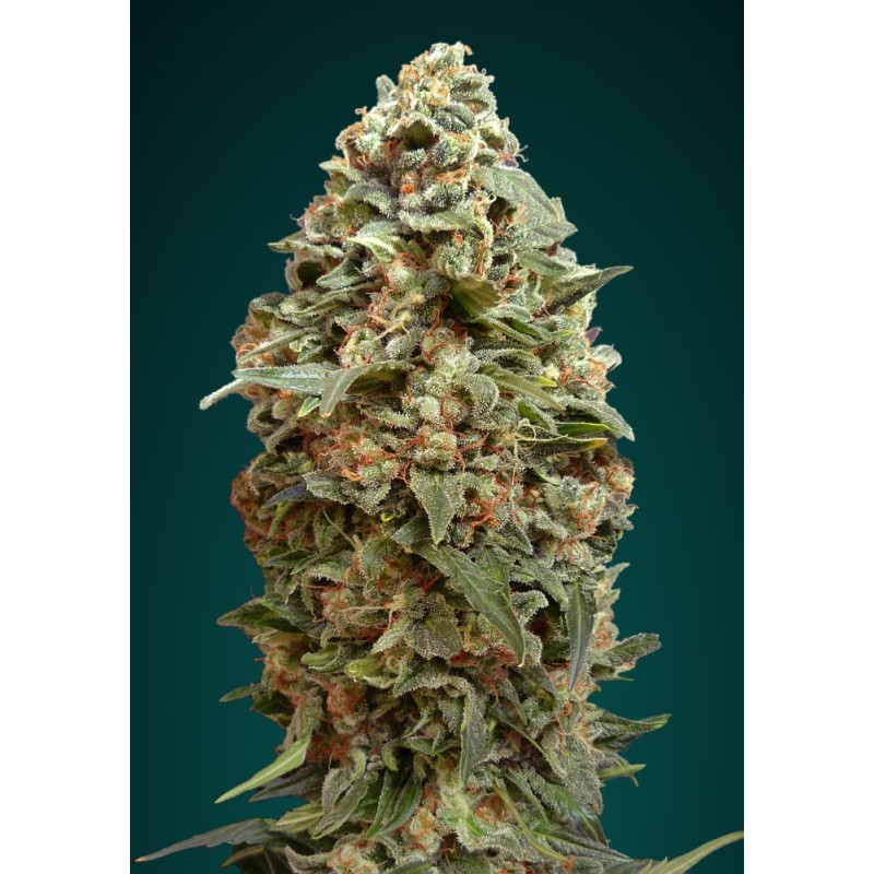 Afghan Skunk · Advanced Seeds · cannabis seeds · Fem