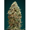 Afghan Skunk · Advanced Seeds · semi di canapa indiana · Fem