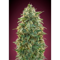 Amnesia · Advanced Seeds · cannabis seeds · Fem