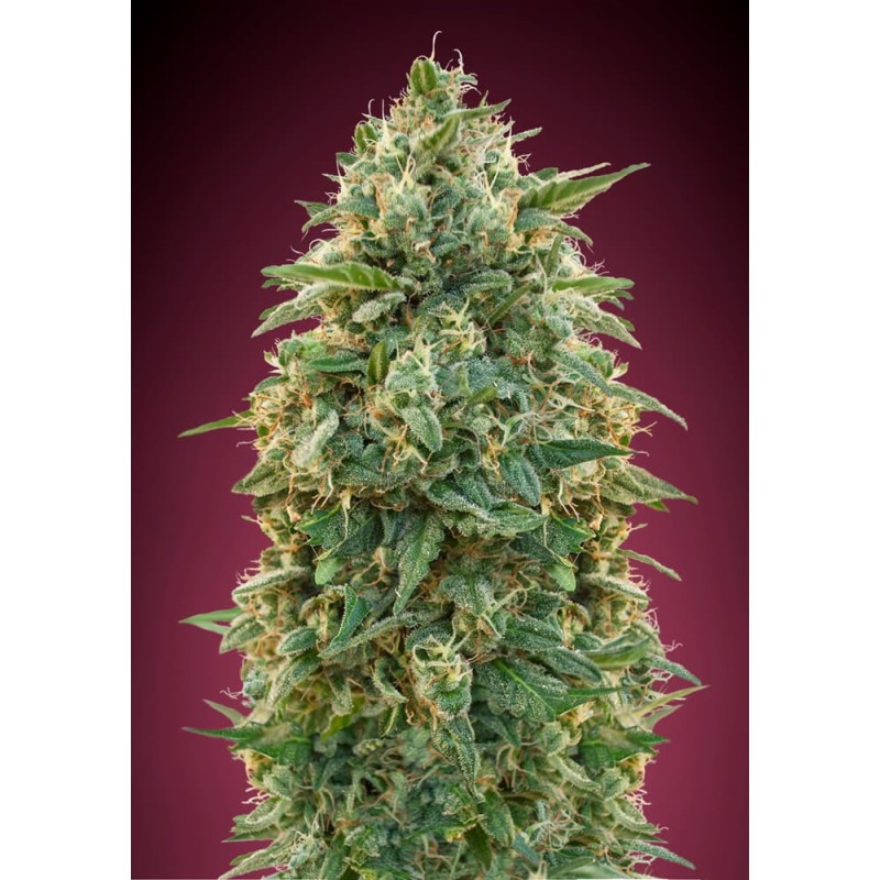 Amnesia · Advanced Seeds · cannabis seeds · Fem