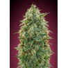Amnesia · Advanced Seeds · cannabis seeds · Fem