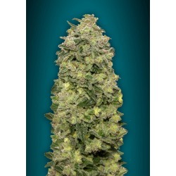 Auto Afghan Skunk – Semi Autofiorenti Advanced Seeds