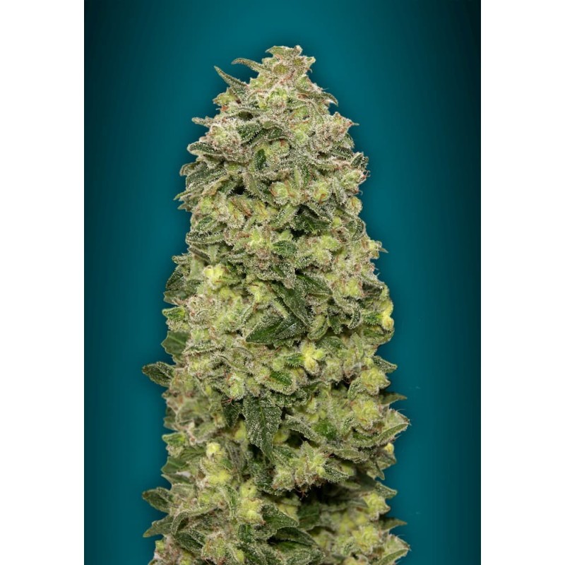 Auto Afghan Skunk · Advanced Seeds · semillas de marihuana · AutoFem