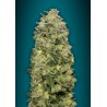 Auto Afghan Skunk – Semi Autofiorenti Advanced Seeds
