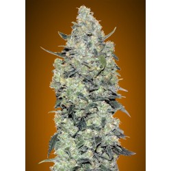 Auto Critical Mass · Advanced Seeds · cannabis seeds · AutoFem
