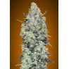 Auto Critical Mass · Advanced Seeds · cannabis seeds · AutoFem