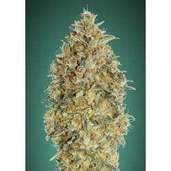 Auto Gorilla Blue – Semi Autofiorenti Advanced Seeds