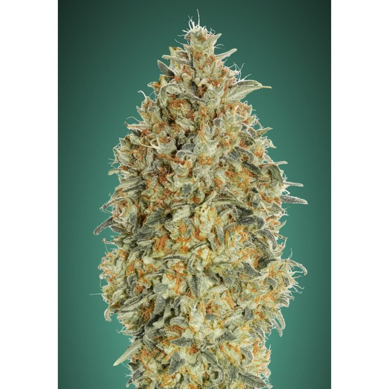 Auto Gorilla Blue · Advanced Seeds · semillas de marihuana · AutoFem
