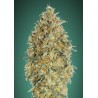 Auto Gorilla Blue · Advanced Seeds · semillas de marihuana · AutoFem