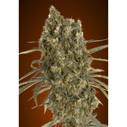 Auto Jack Herer · Advanced Seeds · semillas de marihuana · AutoFem