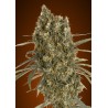 Auto Jack Herer Semi | Advanced Seeds | Sativa Leggendaria | Dr.Green