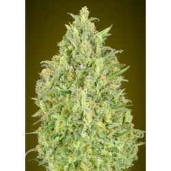Auto Pineapple Glue · Advanced Seeds · semillas de marihuana · AutoFem