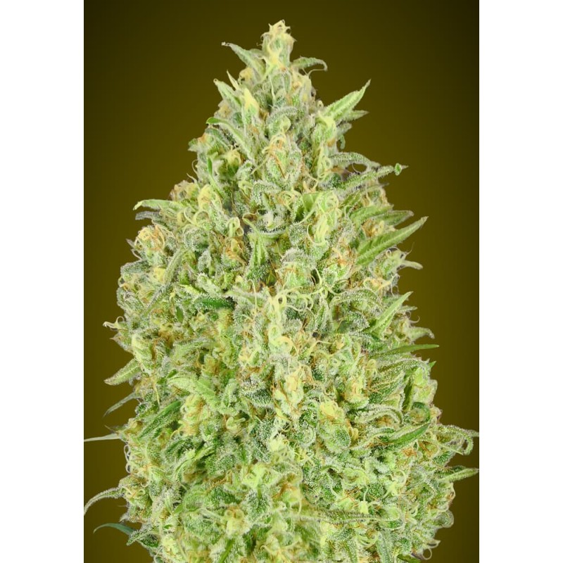 Auto Pineapple Glue – Semi Autofiorenti Advanced Seeds