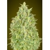 Auto Pineapple Glue · Advanced Seeds · cannabis seeds · AutoFem