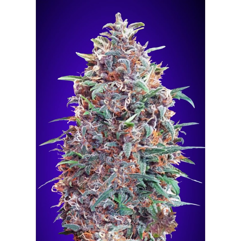 Auto Purple Diesel · Advanced Seeds · cannabis seeds · AutoFem