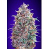 Auto Purple Diesel · Advanced Seeds · cannabis seeds · AutoFem