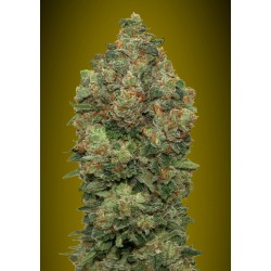 Auto Critical Soma · Advanced Seeds · semillas de marihuana  ·  AutoFem