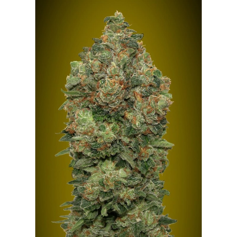 Auto Critical Soma · Advanced Seeds · semillas de marihuana  ·  AutoFem