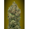 Auto Critical Soma · Advanced Seeds · semi di canapa  ·  AutoFem