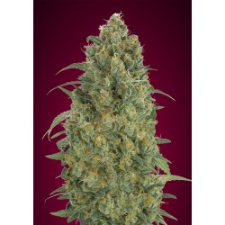 Auto Strawberry Gum · Advanced Seeds · semi di canapa · AutoFem