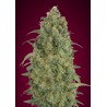 Auto Strawberry Gum · Advanced Seeds · semi di canapa · AutoFem