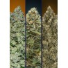 Automatic Col 3 · Advanced Seeds · cannabis seeds · AutoFem