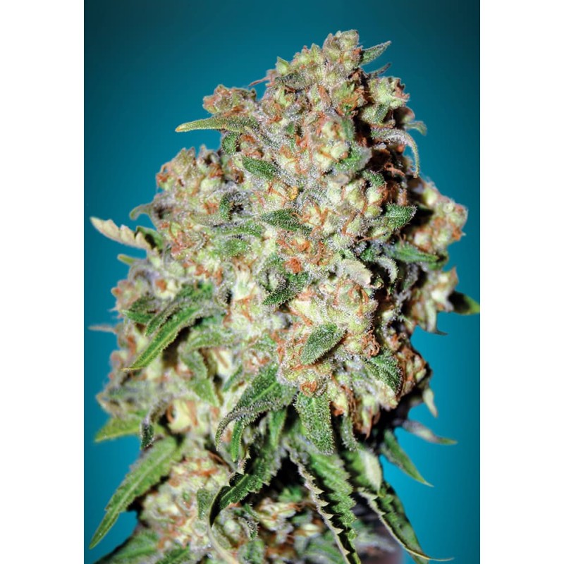 Critical · Advanced Seeds · semillas de marihuana · Feminizadas