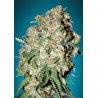 Critical · Advanced Seeds · semillas de marihuana · Feminizadas