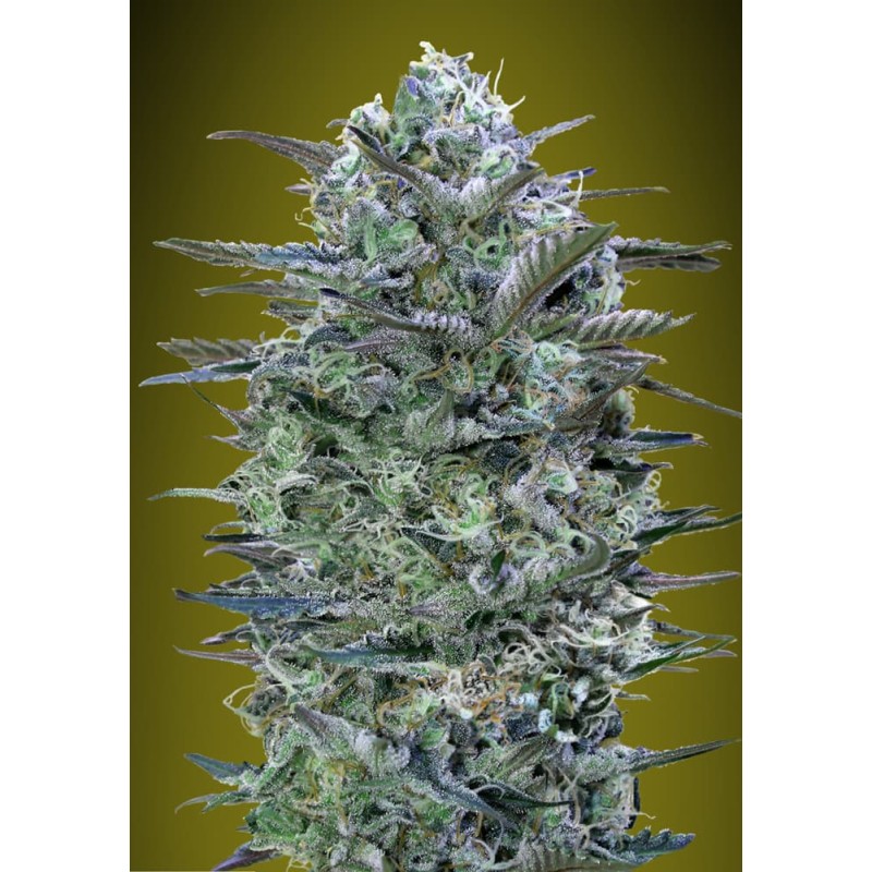 Critical Lemon · Advanced Seeds · semillas de marihuana · Fem