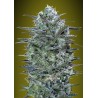 Critical Lemon Semi Femminizzati | Advanced Seeds | Dr.Green
