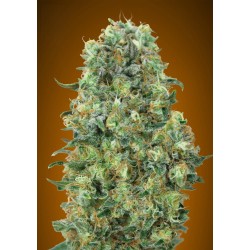 Critical Mass · Advanced Seeds · semillas de marihuana · Fem