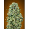 Critical Mass · Advanced Seeds · semi di canapa indiana · Fem