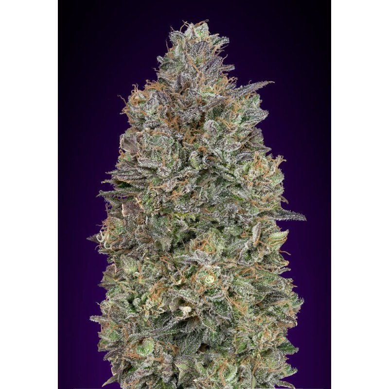 Critical Purple Kush · Advanced Seeds · semi di canapa indiana · Amnesia