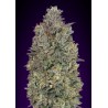 Critical Purple Kush · Advanced Seeds · semi di canapa indiana · Amnesia