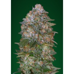 Critical Soma · Advanced Seeds · cannabis seeds · Fem