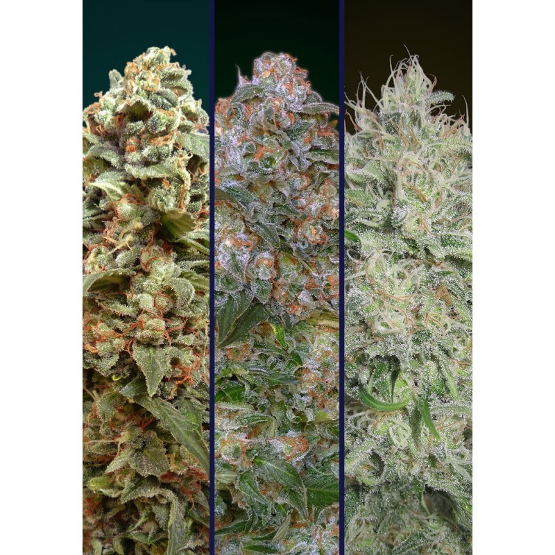 Feminized Col 2 · Advanced Seeds · semi di canapa · Fem