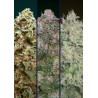 Feminized Col 2 · Advanced Seeds · cannabis seeds · Fem