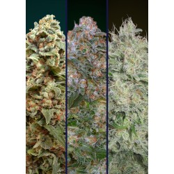 Feminized Col 4 · Advanced...