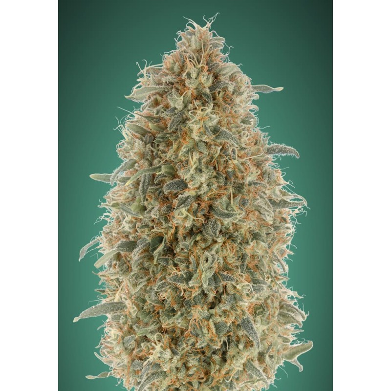 Gorilla Blue · Advanced Seeds · semillas de marihuana  ·  Fem
