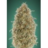 Gorilla Blue · Advanced Seeds · semi di canapa indiana  ·  Fem