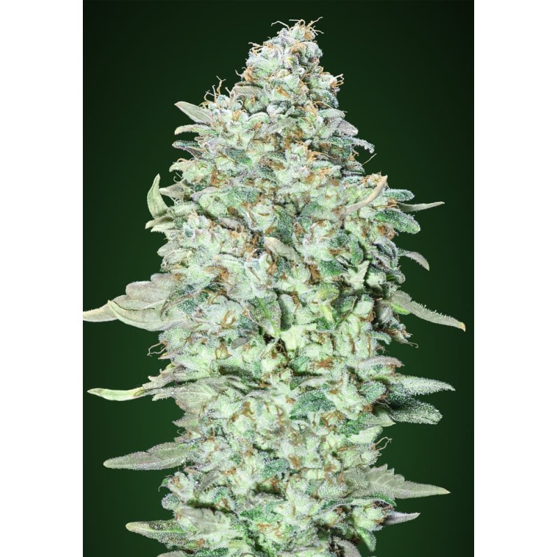 OG Kush SFV: La Leggenda Pura della West Coast | Advanced Seeds