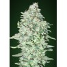 OG Kush SFV · Advanced Seeds · semi di canapa indiana · Fem