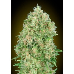 Pineapple Glue · Advanced Seeds · semi di canapa indiana · Fem