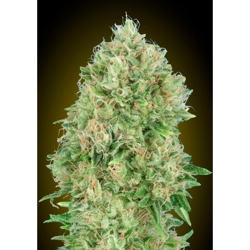 Pineapple Glue Advanced Seeds